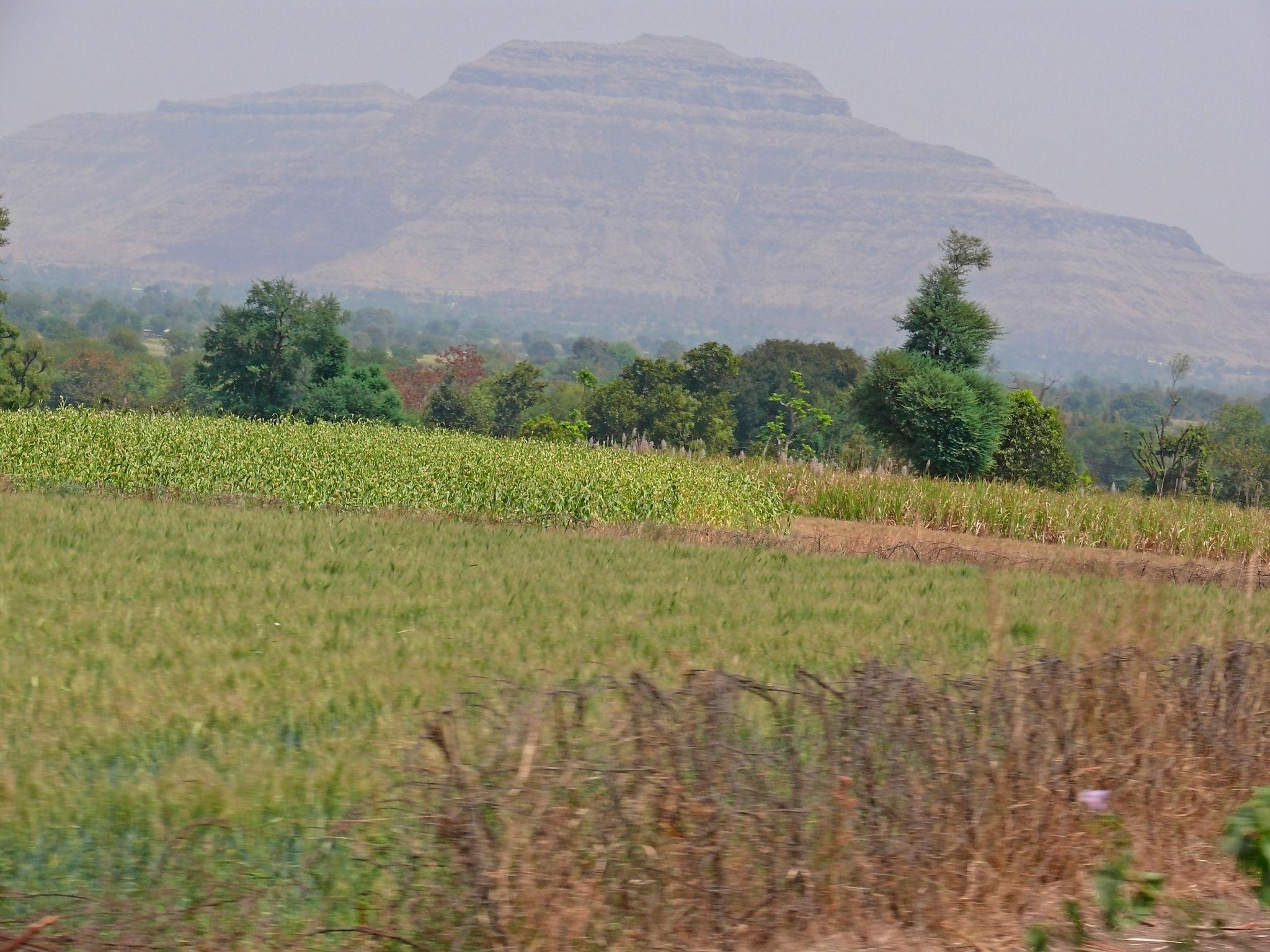 Scenic view of Agriculture 